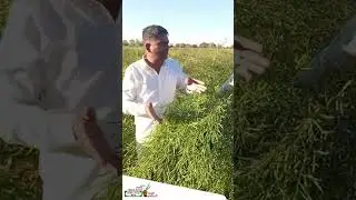 SVJH-84 हाइब्रिड सरसों से बेहतरीन फुटाव और शानदार फसल! 🌱✨