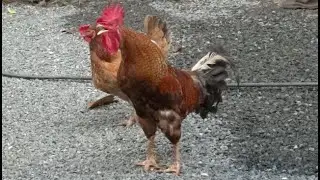 Monster rooster's loud crows