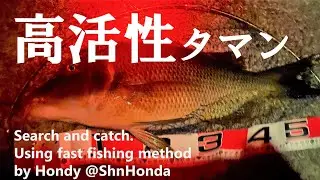 2021.7.16 活性化したタマンを釣る Searching and catching active Taman by Hondy method @ShnHonda #shorts