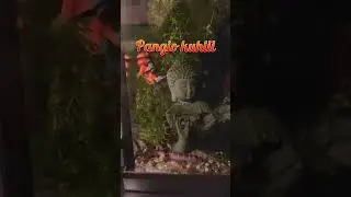 Pangio kuhlii Fishtank #aquarium