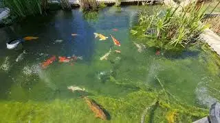 bassin carpe ko&iuml; 15000l