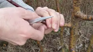 Altoire mar, metoda copulatiei perfectionate