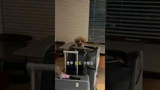 미국 가자 🇺🇸 #외국인 #영어공부 #미국