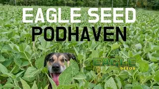 Обзор Eagle Seed Podhaven