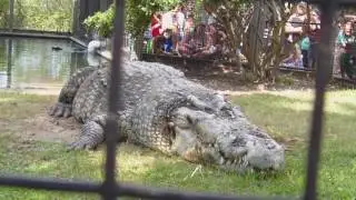 Utan - Alligator Adventure N.Myrtle Beach SC, 2011