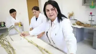 Maralfalfa bitkisinin çiliklərini hansı şəraitdə saxlamalı - Sevil Abbasquliyeva (Əkinçilik ETİ)
