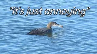 lofibeats video for my dad who doesn't like that the bird footage loops
