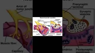 Neuromuscular Junction: Anatomy and Function #physiology #brain #cns