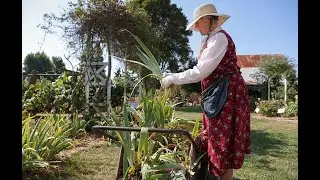 Jan Tolmasoff Shows How To Replant Irises