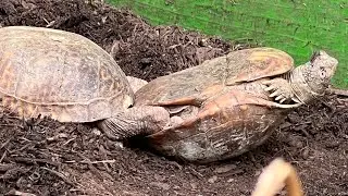 Box Turtles' crazy cool Mating Technique!