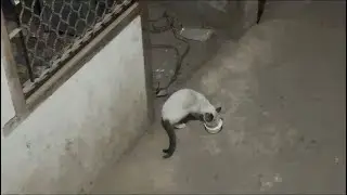 Aaj ek cat 🐱 mili 😃