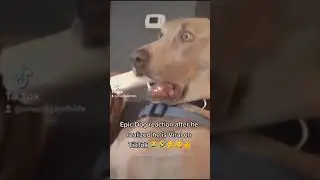 Epic Dog reaction after he realized he is Viral on TikTok #shorts