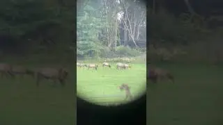 The elk are out in Benezette, PA!