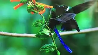 * Kolibri * a exotic Techno Journey mixed by smiling sloth