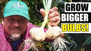 Feeding Onions Made Easy - Garden Quickie Episode 253