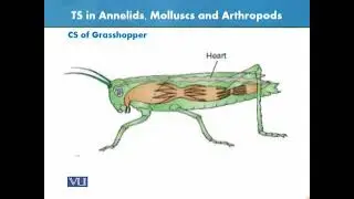TS in Annelids, Mollusca and Arthropods | Animal Form & Function 1 (Theory) | ZOO516T_Topic146