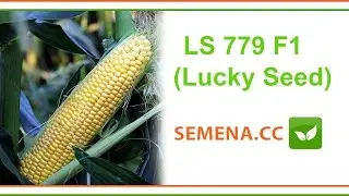 ЛС 779 F1 Кукурудза (Lucky Seed) Культура в полі