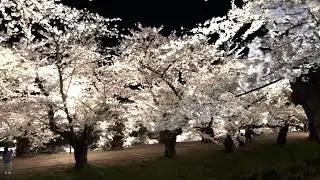 2024年弘前公園＿夜桜散策