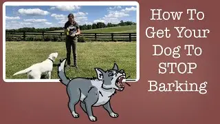 Get Your Dog to STOP Barking With This Easy Method