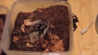 Cilantica devamatha mating (1st female)