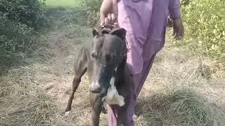Shikari 🐗🐗🐗 dog