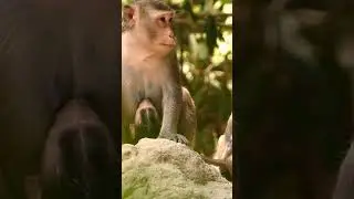 Baby monkey breastfeeding mother so full.
