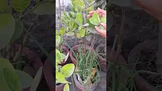 #viral#trending#short#youtube#kitchengarden#terracekitchengarden#organic#viralhindishorts#hindi