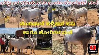 ಚಿಂತಾಮಣಿ ಹಳ್ಳಿಕಾರ್ ಹಸುಗಳ ಸಂತೆ #Chintamani Cattle Market November 2025. #Mandya #Mysore #trending 