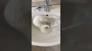 Ferret core #shorts #shortvideo #funny #funnyshorts #russia #animals #ferret