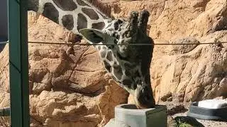 Male giraffe - Reid Park Zoo - Tucson 