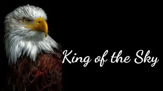 King of the Sky (Eagle)quotes in hindi#motivation#