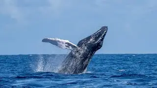 Whale watching in Samana - A heartfelt Family Adventure when you know where to go