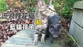 瘦弱的藍貓寶寶，它的媽媽卻是一隻狸花貓！