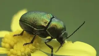 Chrysomelidae Beetle Stock Video