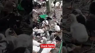Duck farming | Local Duck farming #short