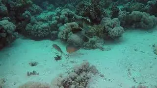 Yellowmargin triggerfish (Pseudobalistes flavimarginatus) - Mangrove Bay (Egypt) 25-3-2023