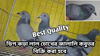 সুপার কোয়ালিটির অরিজিনাল বুনো জালালি কবুতর বিক্রি করা হবে ||#kobutor #jalali #জালালি