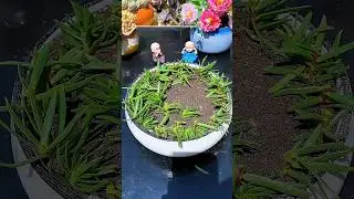 🌱 Grow Stunning Mini Bonsai FAST! Easy Garden Hacks That Actually Work