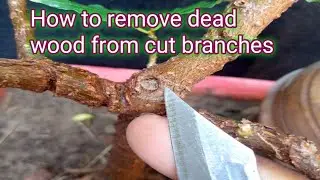 How to remove dead wood from cut branches #bonsaitips #bonsaitree