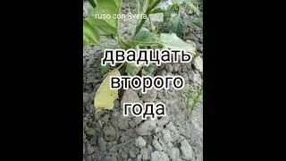 ruso con Sveta la fecha de hoy 13 июля 2022 года