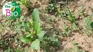Mixed crop and nitrogen-fixing bacteria मिश्रित खेती और नाइट्रोज फिक्सिंग By Simply The Best BIO