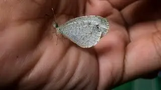 Saving a Small Butterfly from Drowning | Animal Rescue