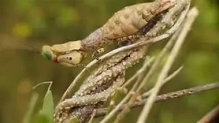 Insects collecting trip : Africa