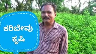 Curry leaves Cultivation