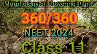 Morphology of flowering Plants|Neet Biology NCERT Classes|Class 11|Structural organisation in Plants