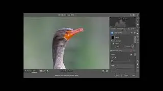 Double-Crested Cormorant