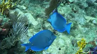 Day one, Dive in the keys on Permit Ledge Molasses Reef in July 2025