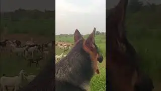 Guardians of My Herd &ndash; Power, Loyalty & Legacy #germanshepherd
