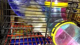 Hamster in the wheel - Хомячуля: Secret Life Hamster - Pets | Пушистый хомяк в колесе - умывашка)