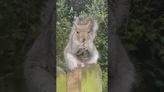 🐿 ##squirrel #grovepark #weston #squirrelwatching #cuteanimals #2025 #bekindtoanimals #wildlife 🌰 🐿